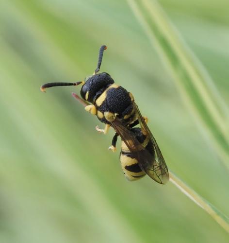 Eustenancistrocerus blanchardianus
